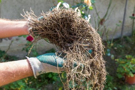Výber a kontrola koreňového balu z pôdy