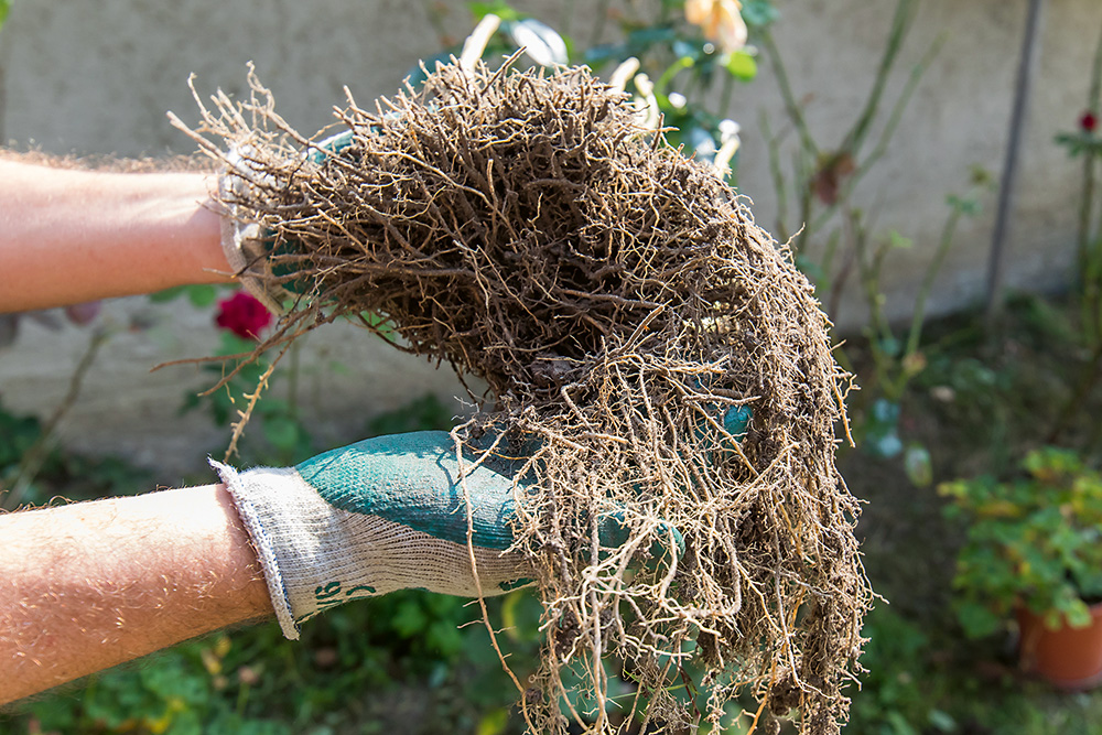 Rastlinu s koreňovým balom opatrne vyberte z pôdy. Pomôžte si záhradnými vidlami a snažte sa vyberané korene nepoškodiť. Skontrolujte ich a očistite od zvyškov zeminy.