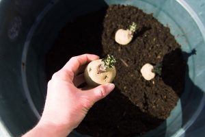 Ako pestovať zemiaky, aj keď nemáte záhradu či dostatok priestoru? Spoznajte čaro pestovania zemiakov vo vreciach a nádobách!