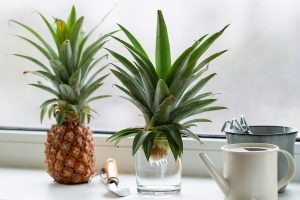 Ako si doma rozmnožiť ananás z plodu, ktorý kúpite aj v obchode