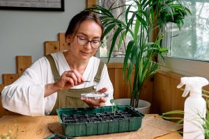 Najlepší spôsob, ako vypestovať silné a zdravé sadenice v interiéri, a prečo ich nie je dobré pestovať na parapetoch