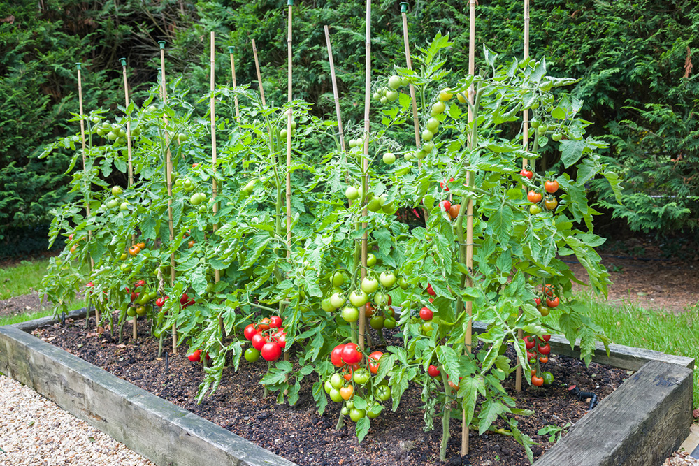 Pestovanie paradajok v záhrade
