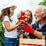 Tipy, ako úspešne pestovať paradajky