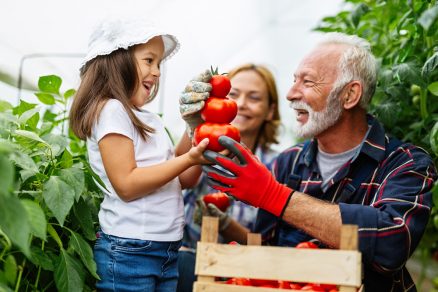 Tipy, ako úspešne pestovať paradajky