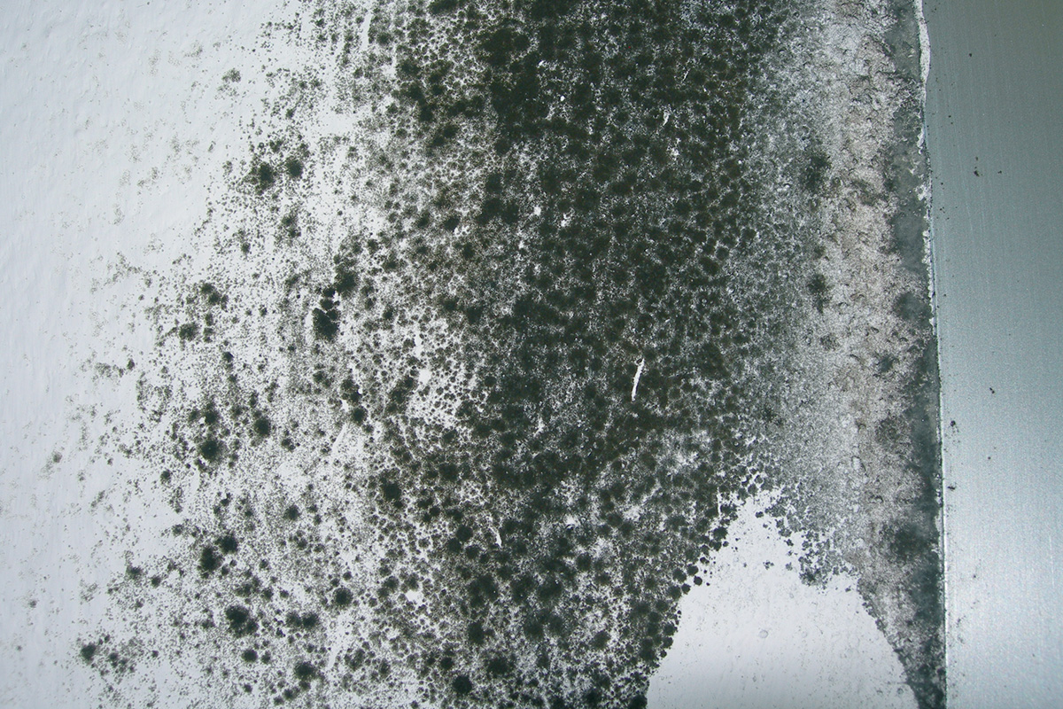 Detail steny znečistenej plesňami
