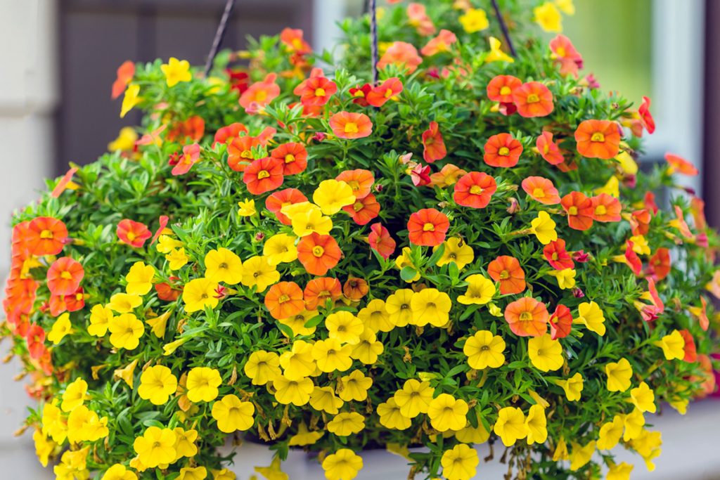 Okrasné kvety v žltých a oranžových farbách v závesnom kvetináči