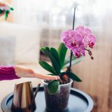Tekuté hnojivo, aby orchidea kvitla