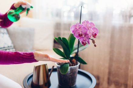 Tekuté hnojivo, aby orchidea kvitla