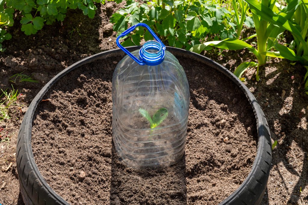 Kryt z plastovej fľaše ako ochrana rastlín pred mrazom