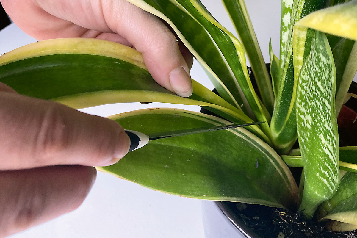Čistým nožom odrežte jeden celý list z materskej rastliny tesne nad zeminou. 
