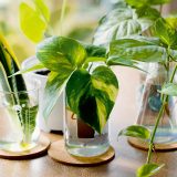 Ako rozmnožiť izbové rastliny