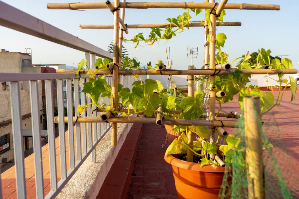 Pestovanie uhoriek na terase