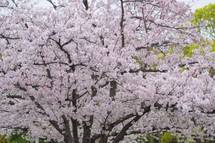 Sakura Prunus Yedoensis