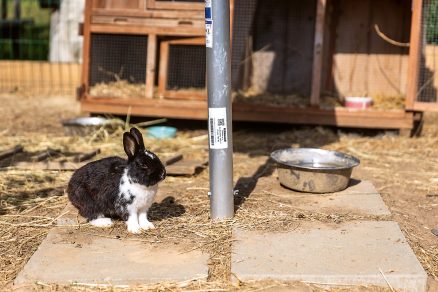 Chov králikov na farme