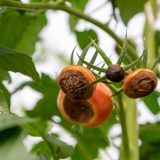 Ako ochrániť paradajky pred chorobami
