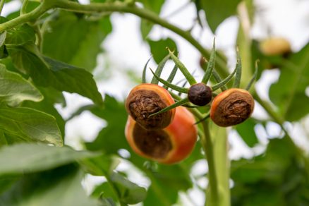 Ako ochrániť paradajky pred chorobami