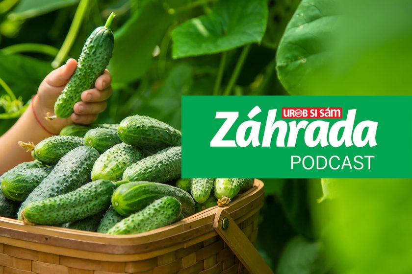 Epizóda podcastu Záhrada o pestovaní uhoriek