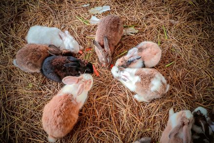 Potrava a podmienky na chov králikov