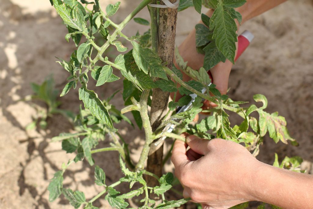 Prerezávanie a mulčovanie rastlín paradajok