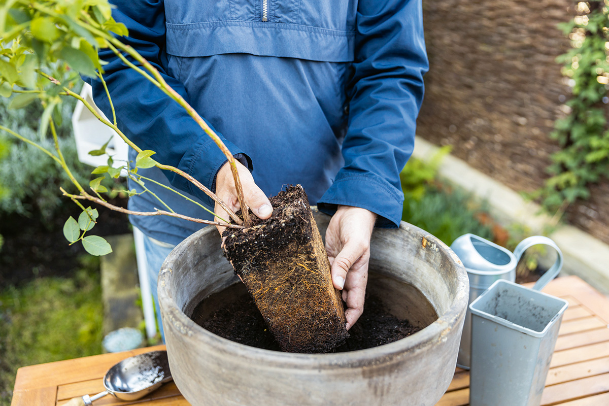 Rastliny, ktoré budete vysádzať, najskôr dobre zalejte. Potom ich môžete vysadiť, vždy s celistvým koreňovým balom aj hlbšie. Ak je bal husto prekorenený, v rukách ho rozvoľnite. 