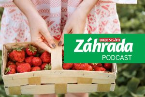 Vypočujte si novú epizódu podcastu Záhrada, ktorá sa venuje chutným jahodám!