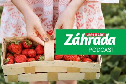 Epizóda podcastu Záhrada o pestovaní jahôd