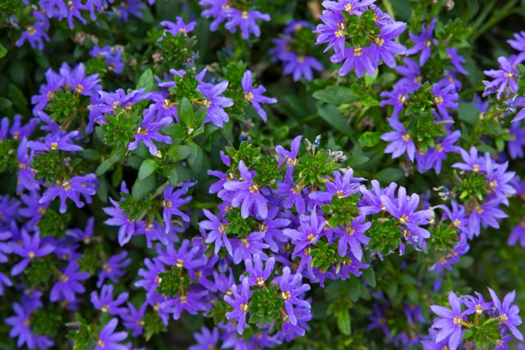 Vejárovka s modrými kvetmi
