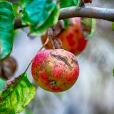 Chrastavitosť jabloní