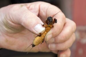 Postrach všetkých záhradkárov? Prečo sa vo vašej záhrade objaví krtonôžka a ako sa jej zbaviť