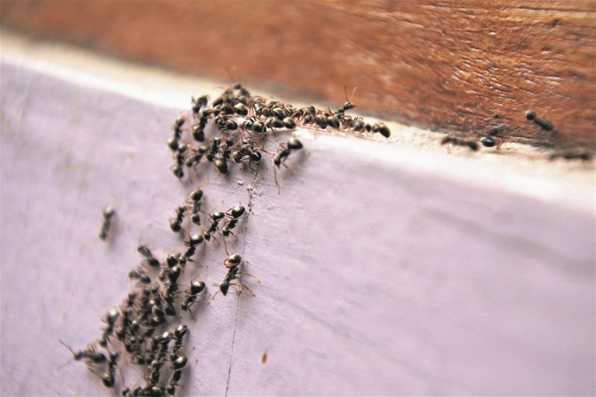 Mravce v domácnosti