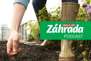 Druhé výsevy počas roka – nenechajte si ujsť tému najnovšej epizódy podcastu Záhrada!