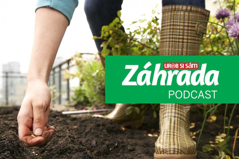 Epizóda podcastu Záhrada o druhom kole vysievania zeleniny