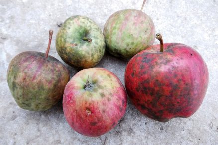 Sadzovitosť jabĺk
