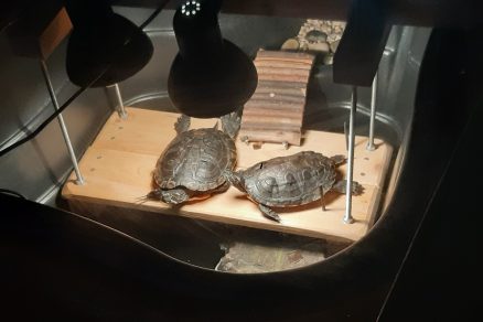 Terárium pre korytnačky