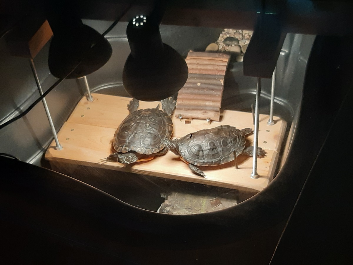 Terárium pre korytnačky