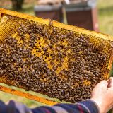 Rámik s včelami
