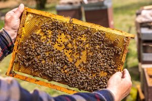 Ako sa stať včelárom? Koľko to stojí, čo všetko treba zvážiť a s čím začať