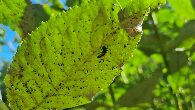 Vošky na listoch a larva lienky