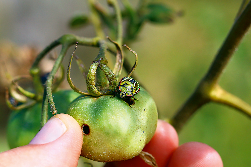 Bzdochy škodia tak, že cicajú šťavy na listoch i plodoch.