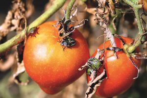 Všimli ste si škvrny na rajčiakoch či uhorkách? Pozor, môže byť za tým nový škodca v dôsledku zmeny klímy!