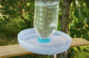 Rýchla pomoc pre vtáky v letnej záhrade: Vyrobte im jednoduché napájadlo z plastovej fľaše