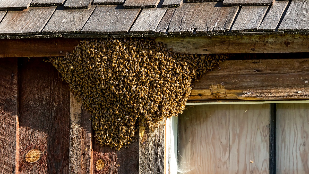 Väčšie roje včiel sú viditeľné na jar. Ak sa náhodou usídlia na streche, ohláste ich výskyt miestnemu skúsenému včelárovi, ktorý si s ich odstránením dokáže odborne poradiť.