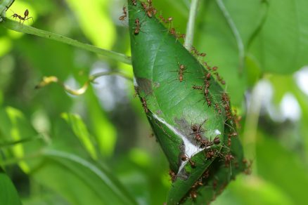Ako sa zbaviť mravcov v záhrade