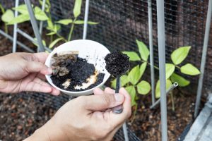 Prečo používať kávovú usadeninu pri hnojení rastlín a ako postupovať
