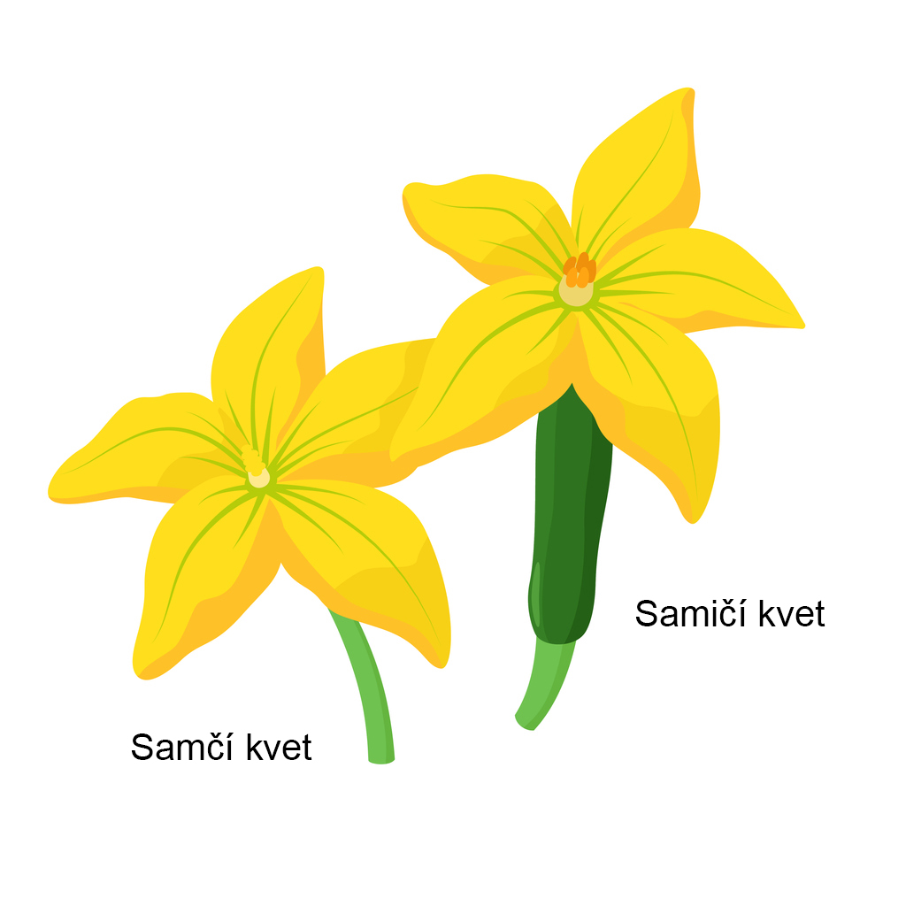 Samčí a samičí kvet cukety