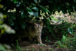 Ako zo záhrady šetrne vyhnať mačky? Vyrobte si prírodný domáci odpudzovač