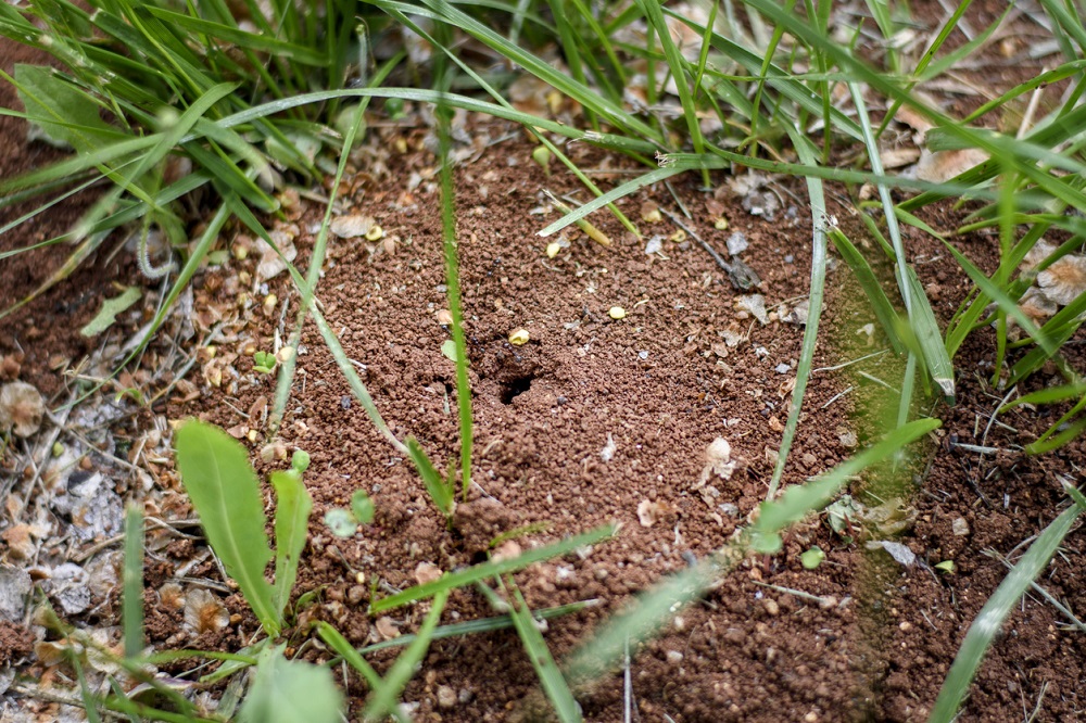 Mravce v záhrade