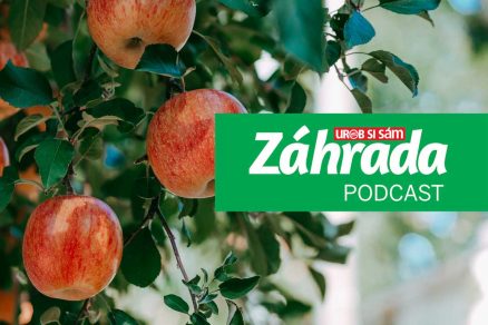 Podcast Záhrada o výsadbe ovocných stromčekov