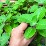 Nádchovník - Plectranthus amboinicus