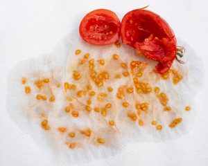 Vypestovali ste chutné paradajky? Poradíme vám najlepší spôsob, ako si odložiť ich semienka na ďalšiu sezónu